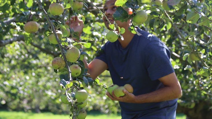 Volunteers apple picking in the Orchard